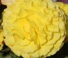 BEGONIA TUBEROUS DOUBLE YELLOW Begonia Tuberosa - 100 Bulk Seeds