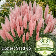 100+ Pink Pampas Grass Seeds | Ornamental Grass Perennial