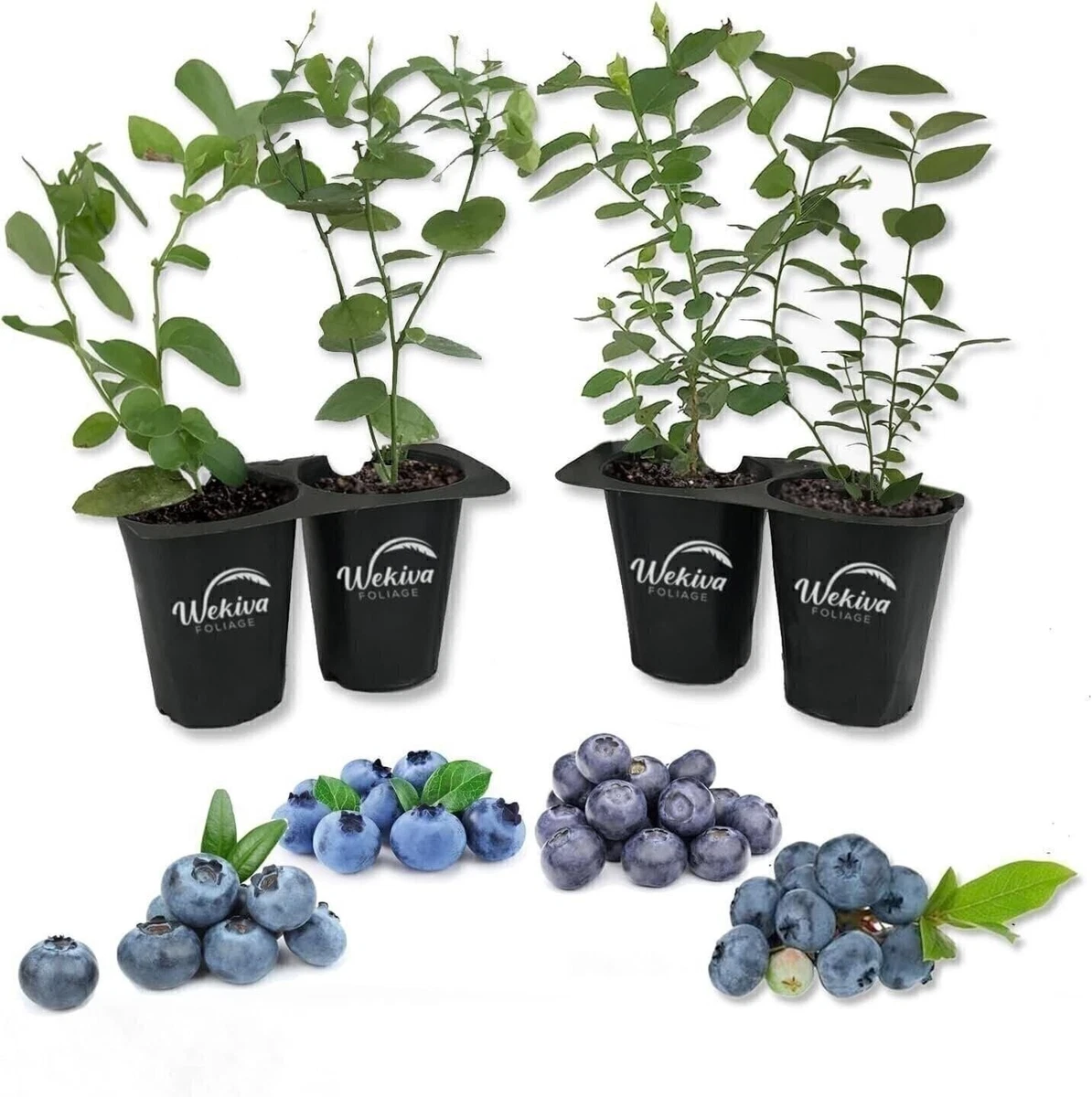 blueberry njoy pods ebay Buy Relx Infinity Pod Gen6 2 pods pack Online - VAPEOzStore