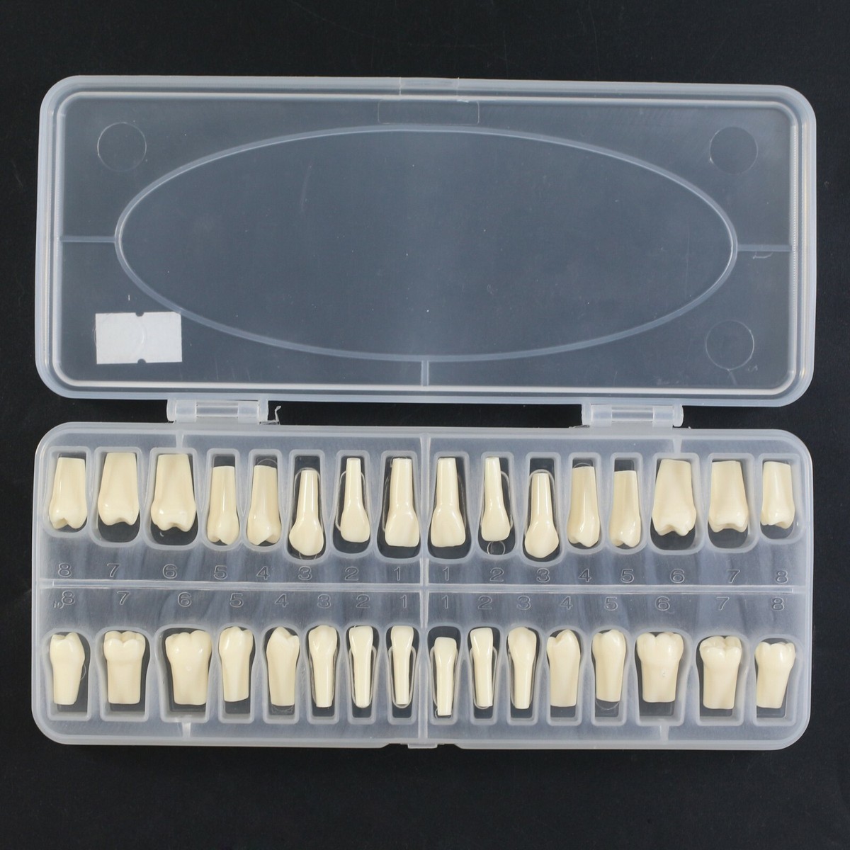 Dents De Remplacement Typodont AG-3 Standard 32 Pièces - Compatible Frasaco Pour Dentisterie