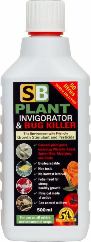brahma kamalam plant Brahma Kamal Plant Price