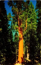 General Sherman Tree Giant Sequoia  National Park Postmark Sequoia Nat.1966