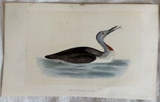 Morris Zorzal De Cuello Rojo Strolaga Menor Aves Ornitología 1870