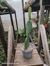 Opuntia big plant