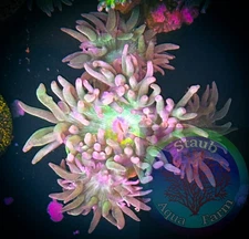 SAF~”WYSIWYG” Duncan Coral frag, LPS, SPS, Live Colony, Dendro, Whisker Coral