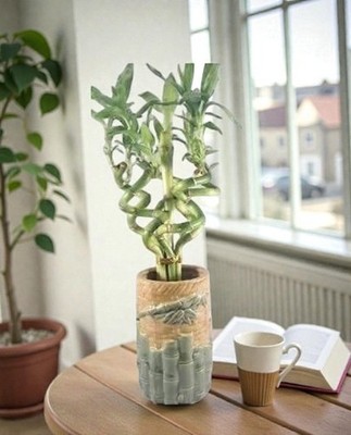 Lucky Bamboo Plant Live 6 Spiral Stalks Grows In Water With Ceramic Bamboo Vase