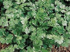 Coriander Santo  2,000 seeds