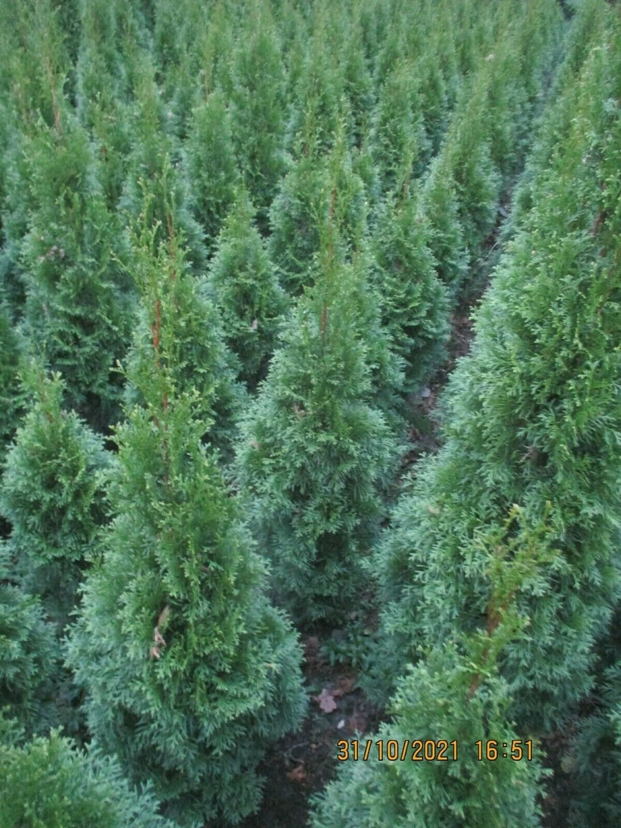Ausgewachsene-Pflanze-Thuja - (- Lebensbaum -) Pflanzen, Strucher & Hecken  online kaufen | eBay.de