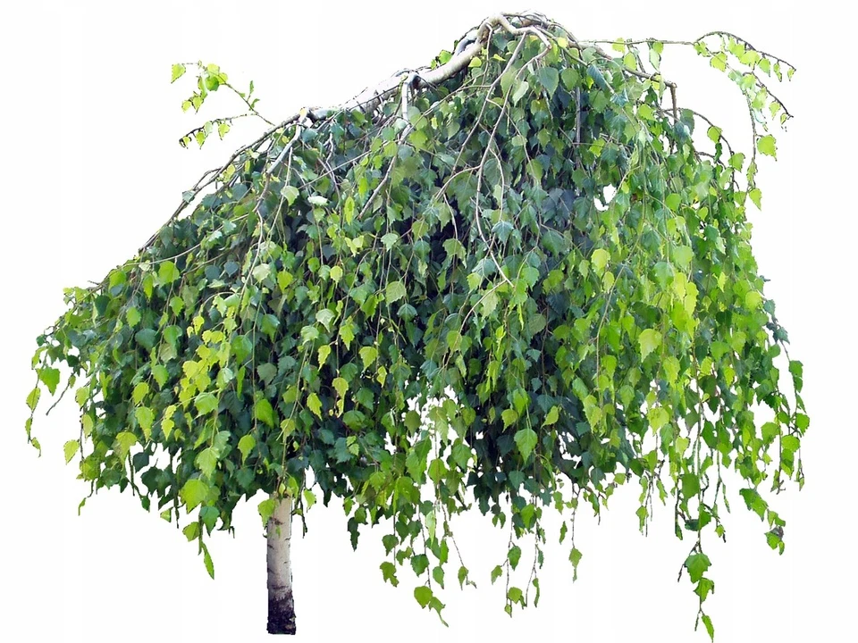 Hänge-Birke GOLDEN OBELISK 20-25cm im Topf - Bild 4 von 4