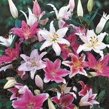 3 ORIENTAL LILY Live Flower Bulb Mixture  *A Delightfully Fragrant Perennial Mix