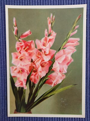 Old Postcard AK Gladiolus Siegwurz Sword Lily Plant