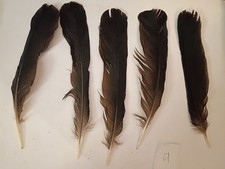 #9 Five Crow Feathers Arts And Crafts