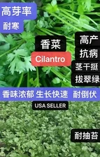 400+ Split Cilantro/Coriander Herb Garden seeds 400多粒香菜种子 2025年新种子