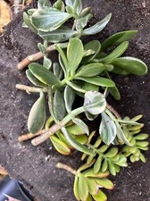 8 Fresh Cuttings Jade Plant 4 Different Varieties 2 Ea.