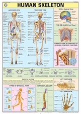 Teachingnest Et Humain Squelette Physiologie Mural Tableaux ( Fait En India)