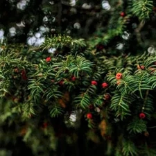 RED BERRY + CEDAR (type) Fragrance Oil to craft Candle Soap Lotion Bath products