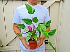 Anthurium Zizou Purple Plant
