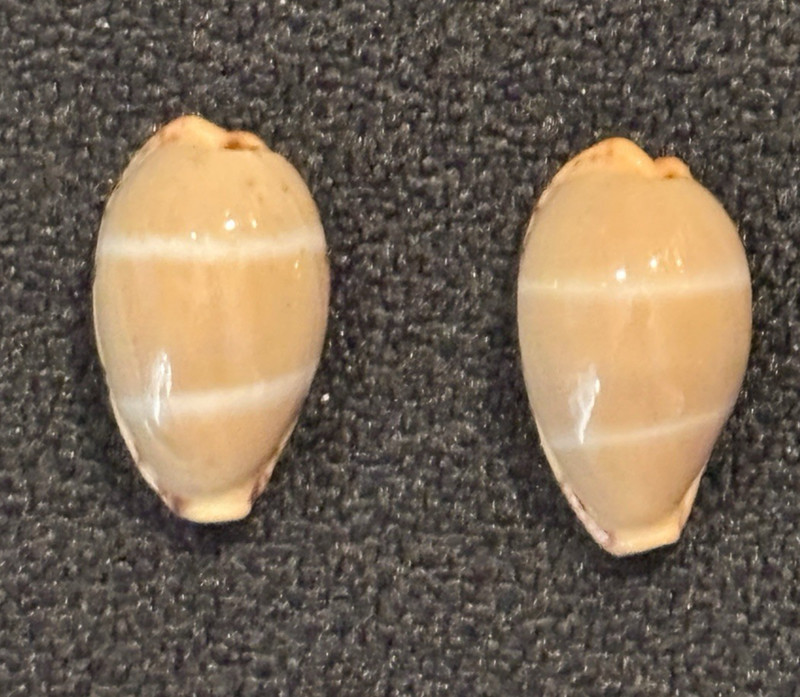 Lutea Cowry Shells (Cyprea lutea) from the Philippines NO SPOTS on TOP!