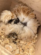 10 “Who’s Your Daddy?” Hatching Chicken Eggs 🤍