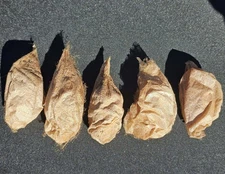 Cecropia moth cocoon (Hyalophora cecropia) Free Shipping