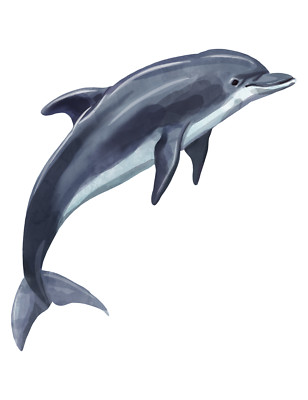 XXL 18x18 cm car decal sticker dolphin