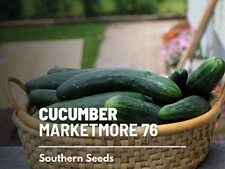 Marketmore 76 Cucumber Seeds, Heirloom Garden Variety, USA Grown