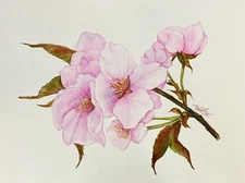 Cherry Blossom Flower   Watercolor Original Painting