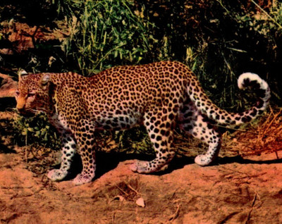 Vintage Postcard Leopard Panthera pardus Tanzania Africa Wild Life c1967