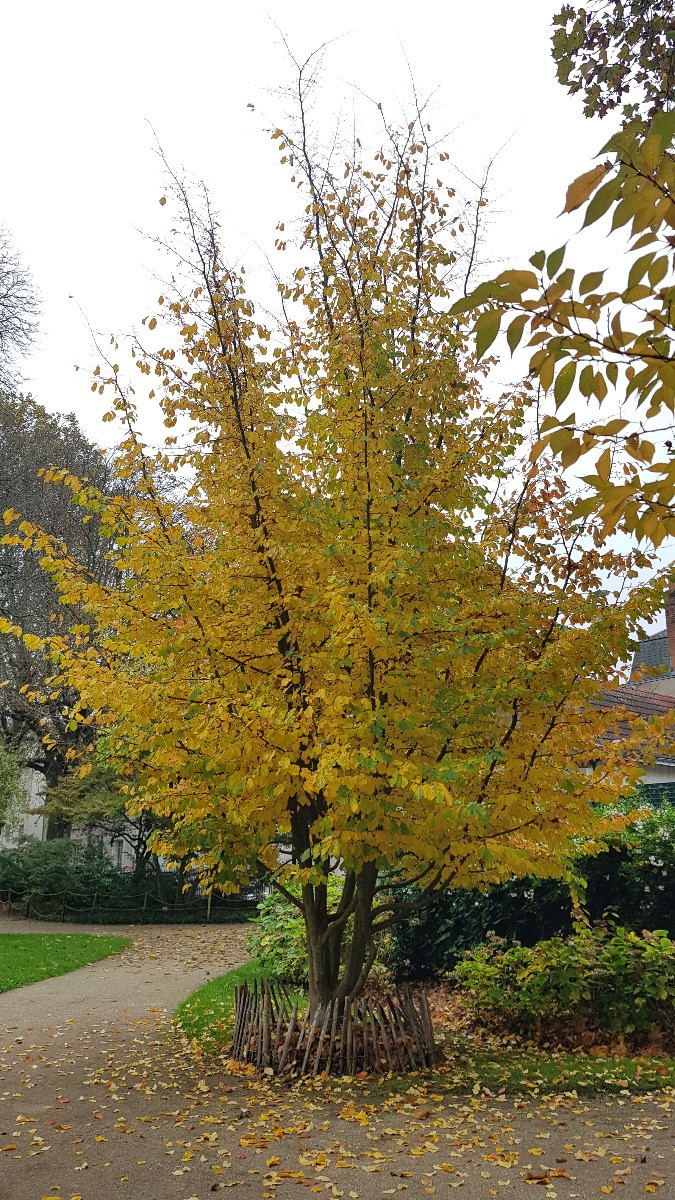 Parrotia persica Hêtre de Perse baliveau pour ombrager un petit espace vert