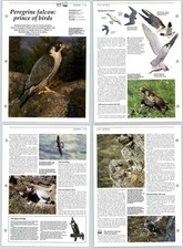 Peregrine Falon Prince Of Birds - Birds - The Living Countryside 2 Pages