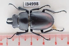 i34998. Insects, Lucanidae: Neolucanus sp. Vietnam, Ha Giang