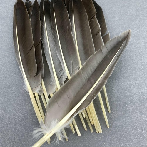 Plumas de faisán naturales pluma de ala de pato 30-35 cm/12-14 pulgadas para joyería hágalo usted mismo - Imagen 4 de 12