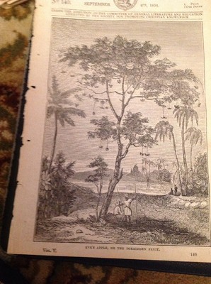 74-6 Ephemera 1834 Artikel Eve's Apple Die verbotene Frucht
