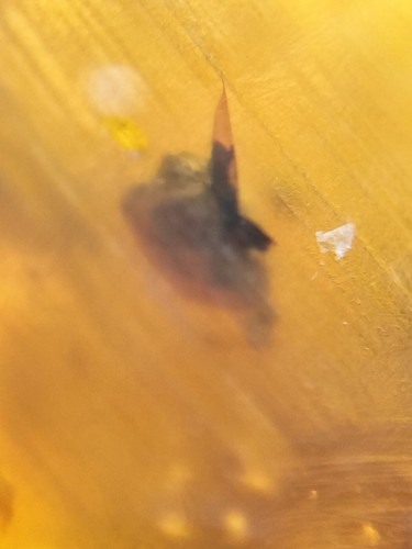 MA231 Ámbar birmano fósil con Mosquito de 99 millones años Fósiles burmite - Picture 7 of 9