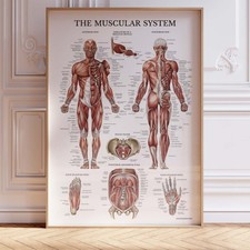 The Muscular System Poster Wall Art A0 Large Print Decor Anatomical