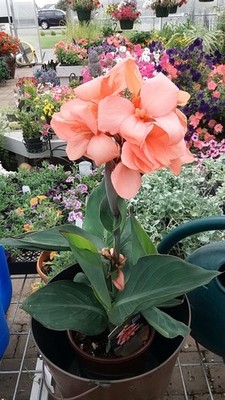 Pretty Imported Double Canna Lily P each Colour Flower Bulb Pack Of 2 Bulb