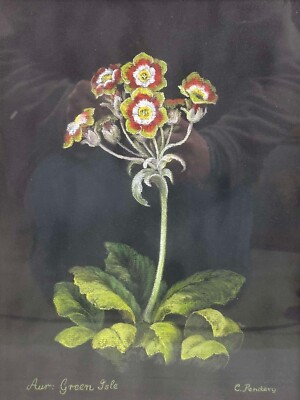 Moderne botanische Pastellzeichnung Primel von Carroll Pendery