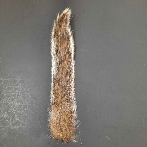 SQUIRREL TAIL Premium Fly Tying Material Natural Gray, Fox, Red and Dyed Colors - Picture 9 of 12