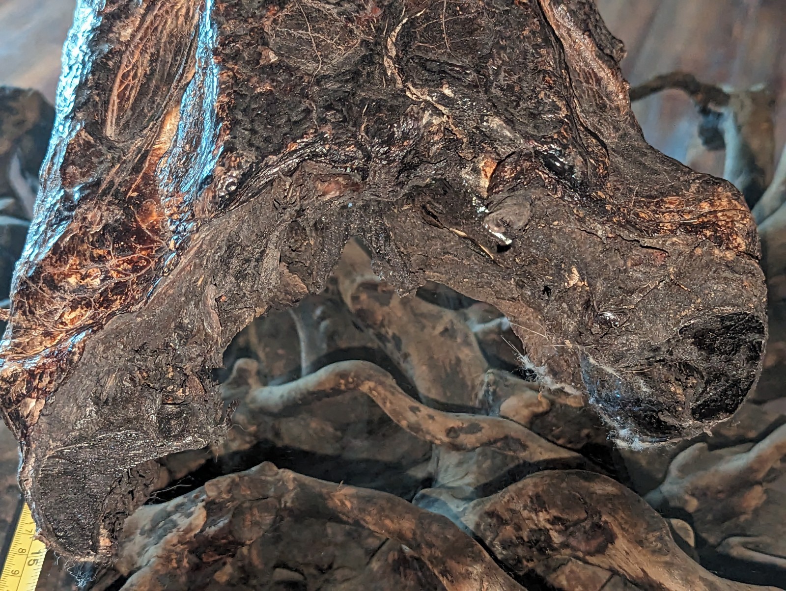 Taxidermy Alligator Gator Head Mount  Hunting Cabin Decor Lodge 16 Inches Long