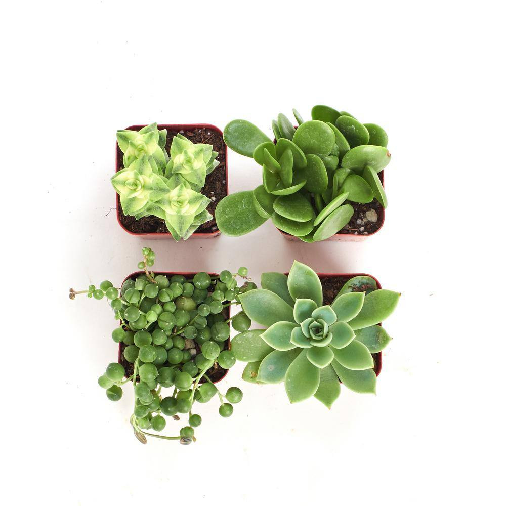 2 In. Green Succulent (Collection of 4)