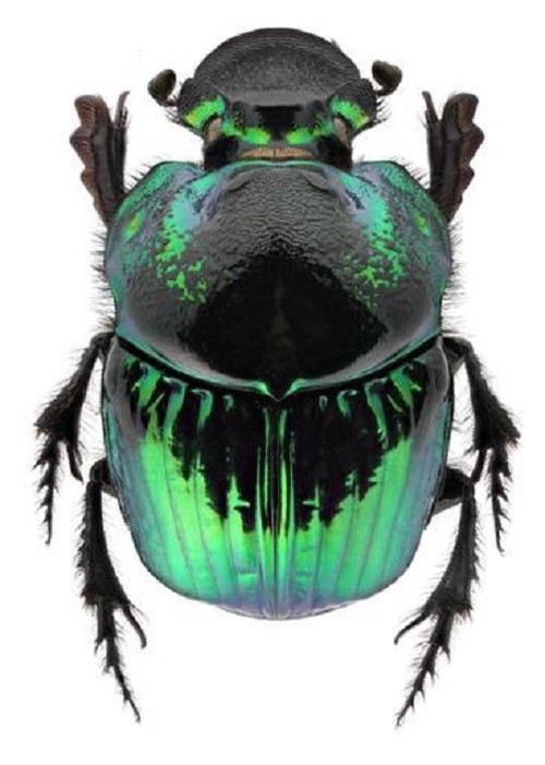 Phanaeus demon FEMALE green form scarab beetle Guatemala PINNED | eBay
