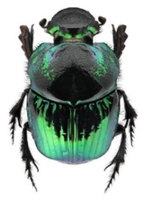 Phanaeus demon FEMALE green form scarab beetle Guatemala PINNED