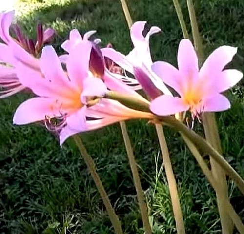 1 Amaryllis Belladonna Lily Pink Naked Ladies Plant Bulb Ebay 1 Amaryllis Belladonna Lily Pink Naked Ladies Plant Bulb Ebay