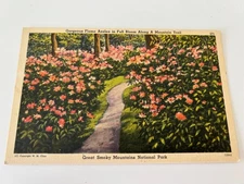 Gorgeous Flame Azalea in Bloom Great Smoky Mountains National Park Postcard