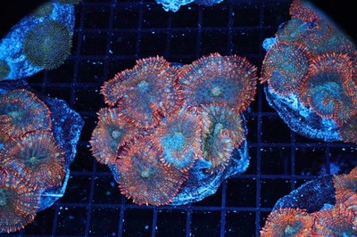 Orange Rhodactis Mushroom Colony WYSIWYG - SAQ Coral Farm