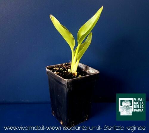 Schmalblttrige Birkenfeige 'Alii' - Ficus binnendijkii 'Alii'  Zimmerpflanze | eBay.de