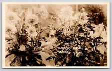 Skagway Alaska~Several Blossoming Dahlias @ Blanchard Garden~RPPC c1910 Postcard