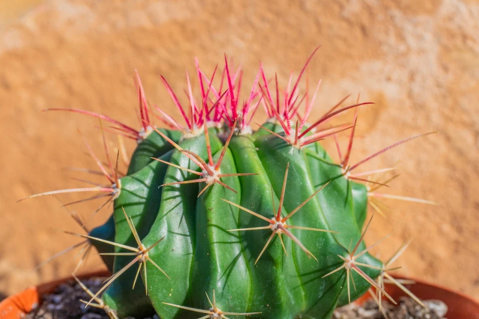 Кактус Ferocactus Prenglei, красный баха, живое растение - Изображение 2 из 4
