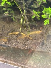 20X Golden Neocaridina Shrimp  Free Plants