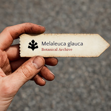 Melaleuca glauca SEEDS - - SEEDS Paper Tree | Cajeput